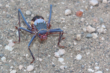 Gepanzerte Grille / Armoured cricket / Acanthoplus discoidalis