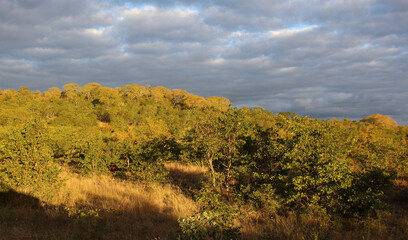 Krüger Park - Afrikanischer Busch / Kruger Park - African bush /