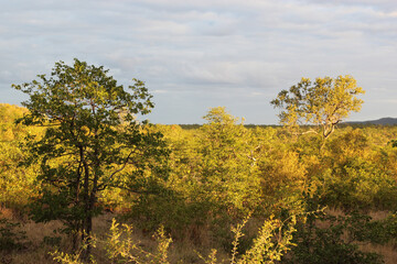 Fototapeta premium Krüger Park - Afrikanischer Busch / Kruger Park - African bush /