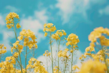 Obraz premium Yellow Field Flowers. Beautiful Rapeseed Field with Blue Sky and Copy Space