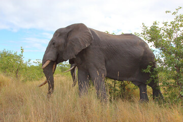 Obraz premium Afrikanischer Elefant / African elephant / Loxodonta africana