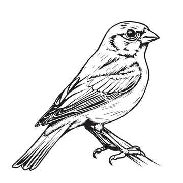 recommend clip art: Sparrow in cartoon, doodle style. Image for t-shirt, web, mobile apps and ui. Isolated 2d vector illustration in logo, icon, sketch style, Eps 10. AI Generative