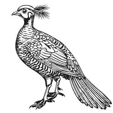 recommend clip art: Pheasant in cartoon, doodle style. Image for t-shirt, web, mobile apps and ui. Isolated 2d vector illustration in logo, icon, sketch style, Eps 10. AI Generative