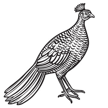 recommend clip art: Pheasant in cartoon, doodle style. Image for t-shirt, web, mobile apps and ui. Isolated 2d vector illustration in logo, icon, sketch style, Eps 10. AI Generative