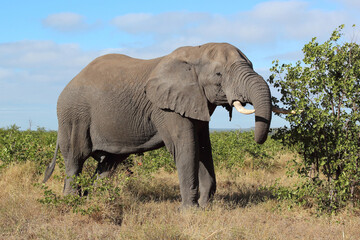 Obraz premium Afrikanischer Elefant / African elephant / Loxodonta africana