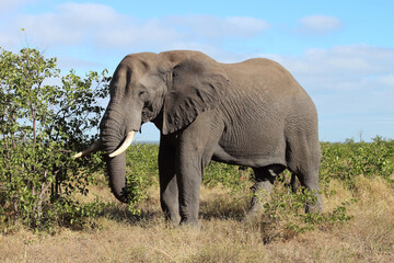 Afrikanischer Elefant / African elephant / Loxodonta africana