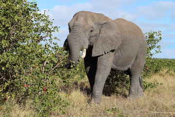 Obraz premium Afrikanischer Elefant / African elephant / Loxodonta africana