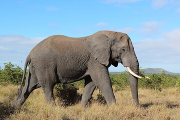 Afrikanischer Elefant / African elephant / Loxodonta africana