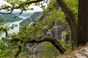 A tree branch is hanging over a river. The branch is long and has a lot of leaves. The river is calm and peaceful