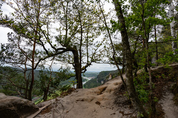Obraz premium A forest with a tree in the middle and a view of a river. The sky is cloudy and the trees are green
