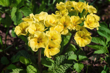 Yellow Primula flowers in the spring garden.