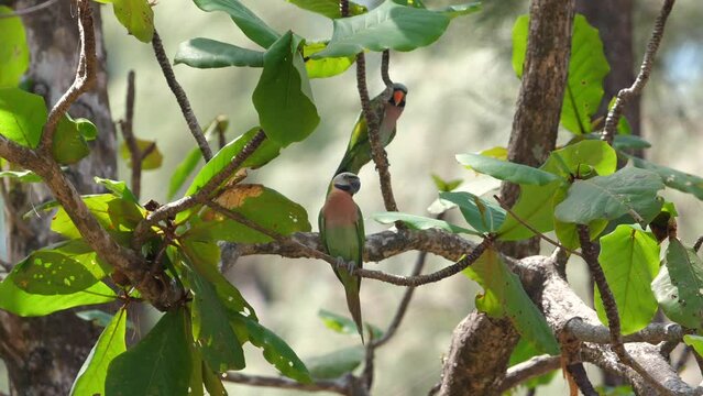 Vibrant wild bird perched among lush foliage in natural habitat, showcasing detailed plumage and serene wildlife environment. Nature photography and wildlife conservation.
