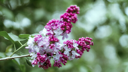 Abstract natural background with lilac blooming flowers and blured backgrounds