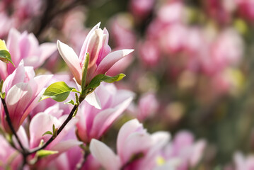 Abstract natural background with magnolia blooming flowers and blured backgrounds