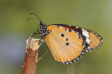 Monarch Butterfly closeup view. A cute monarch colorful butterfly with cute colorful wings closeup scene. A wildlife butterfly insect photograph.