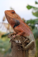 Male Indian Garden Lizard or Oriental Garden Lizard images .