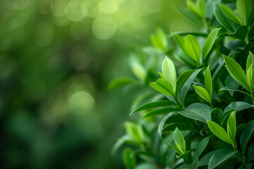 Vibrant Green Leaves Flourishing on a Branch in Soft Light