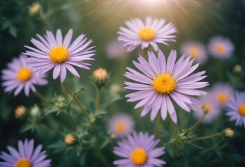 Fototapeta premium Aster flower closeup Realistic Light understand sun light significantly summer season flower concept