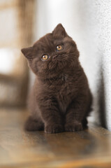 Edle und imposante Britisch Kurzhaar Kitten