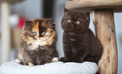 Edle und imposante Britisch Kurzhaar Kitten