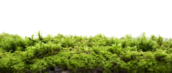 Vibrant Green Moss Landscape with a Touch of Mist in the Background