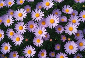 Aster flower closeup Realistic Light understand sun light significantly summer season flower concept