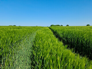 View of a fresh wheat field with traces of a tractor under a blue sky and sunshine.