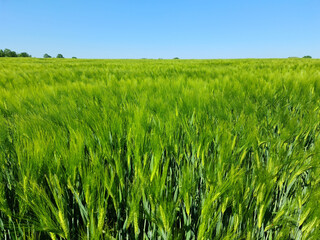 View of a fresh wheat field with traces of a tractor under a blue sky and sunshine.