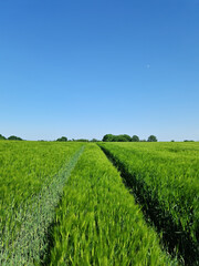 View of a fresh wheat field with traces of a tractor under a blue sky and sunshine.