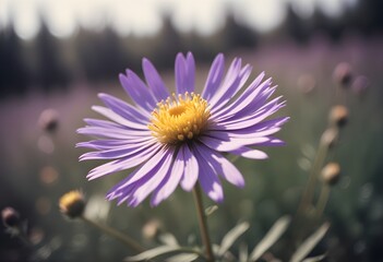 Fototapeta premium Aster flower closeup Realistic Light understand sun light significantly summer season flower concept