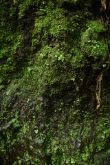moss on bark