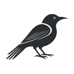 Cute bird vector black and white cartoon character design collection. White background, Animals.