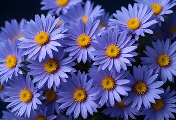 Fototapeta premium Aster flower closeup Realistic Light understand sun light significantly summer season flower concept