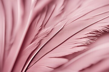A close-up photo of the delicate structure of a pink feather, Macro shot pink feather