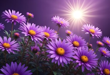 Aster flower closeup Realistic Light understand sun light significantly summer season flower concept