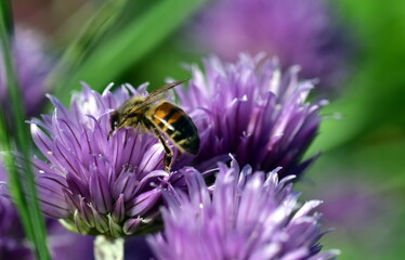 Biene auf einer Schnittlauchbl&uuml;te