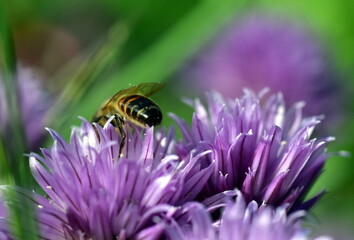 Biene auf einer Schnittlauchblüte