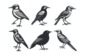 Cute bird vector black and white cartoon character design collection. White background, Animals.