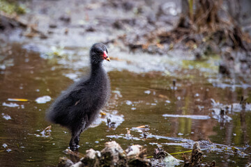 A common moorhen chick stands in the water toward the camera lens.	

