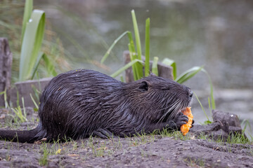 A black fur nutria sits on the ground perpendicular to the camera lens and eats a carrot on the river bank on a cloudy spring evening.	