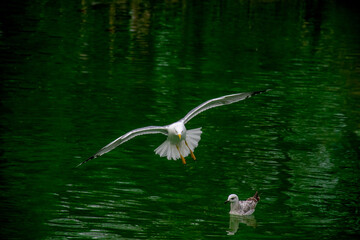 Seagull flying over the lake. Seagulls playing in the sea, taking off, floating.