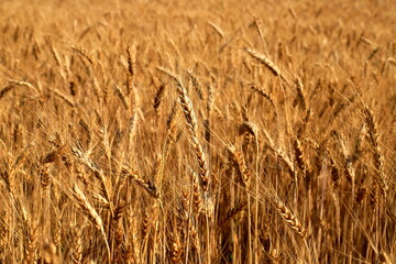Ears of wheat, yellow field background, nature. Rich summer harvest, agriculture, food production....