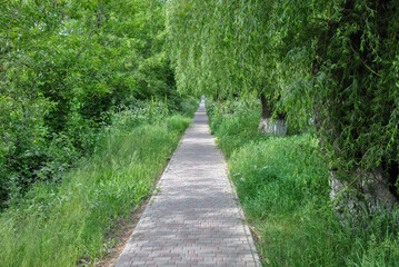 path in the park. a long straight path for a walk among green bushes and green willows