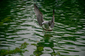 Seagull flying over the lake. Seagulls playing in the sea, taking off, floating.