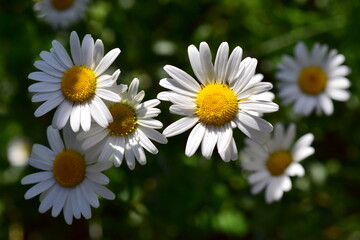 Margeriten auf einer Frühlingswiese 
