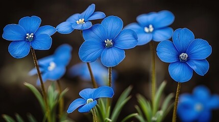   A cluster of blue blossoms resting atop a verdant plant brimming with numerous vibrant blue flowers