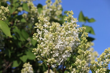 Obraz premium Sweden. Syringa vulgaris, the lilac or common lilac, is a species of flowering plant in the olive family Oleaceae, native to the Balkan Peninsula, where it grows on rocky hills. 
