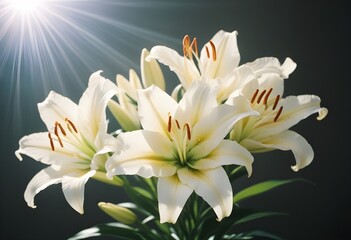 Fototapeta premium Lilies flower closeup Realistic Light understand sun light significantly summer season flower concept