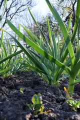Rows of green onions growing on a plantation close-up in perspective