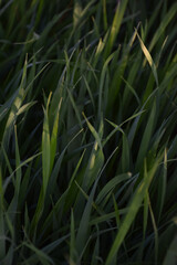 View of the evening grass in dark tones on the whole background